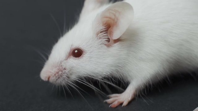 white mouse on black background closeup.