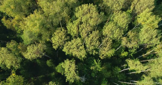Beautiful views of the forest from a bird's flight. Tree tops painted yellow from the setting sun. Copter ( drone ) shooting