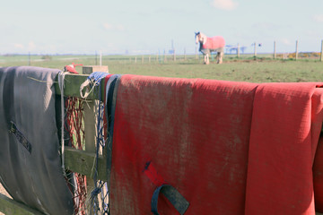 A horse in the background with focus on the foreground, blankets and harness draped over a fence.