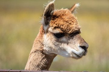 Fototapeta premium Alpaca animal in New Zealand
