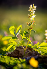 yellow wild flower