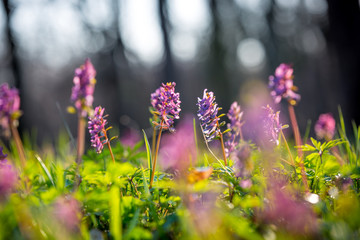 wild flowers in spring forest