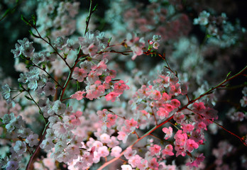 Cherry blossom at night