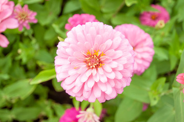 Pink zinnia flower beautiful blossom on blur nature background in the garden.