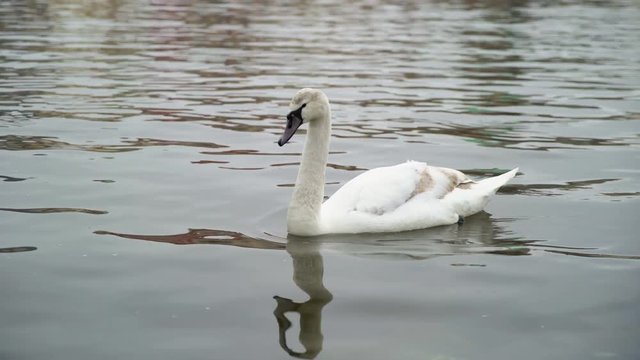 Swan in calm water swimming