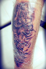 Session of tattooing in studio during making picture on calf