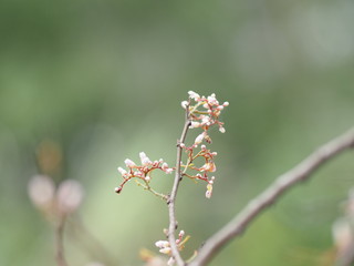 pink flower on blur nature background space  for write