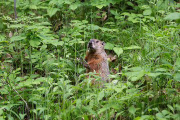 Front view of large adult groundhog standing with grass in mouth in natural habitat, Mount Royal, Montreal, Quebec, Canada