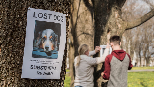 A man and a woman are looking for a missing pet, putting up posters