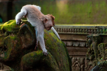 Monkey climbing