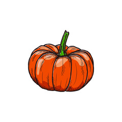 Pumpkin illustration