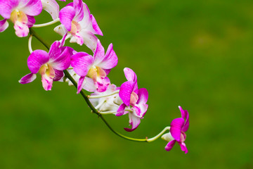 Orchid, Flower, Plant, Lady's Slipper, Thailand