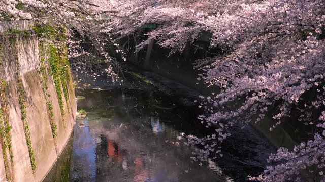 風に舞い散る神田川の桜
