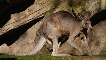 A kangaroo in the morning sun in April.