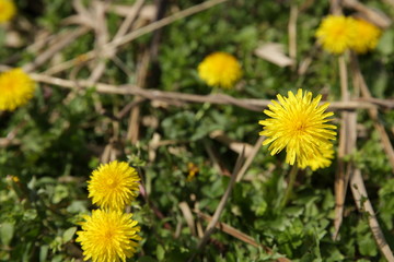 Obraz premium yellow dandelions in the grass