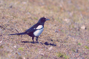 bird