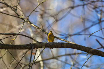 Yellowhammer sitting on a tree branch