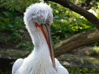 Close-up of a Pelican.