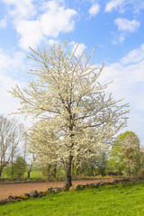 Fototapeta na wymiar Flowering cherry tree