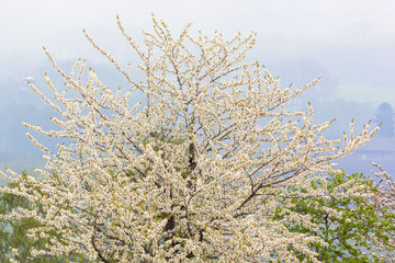 Obraz premium Blossoming cherry tree