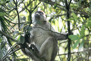 Red colobus in Bigodi