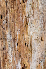 Weathered and textured wood grain background of a tree ~GRAIN~