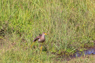 African wattled lapwing standing on one leg in the grass