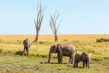 Fototapeta premium Elephants at a dehydrated water hole on the African savannah
