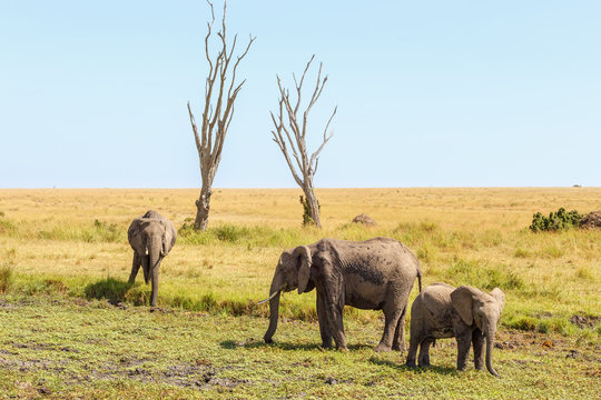 Elephants at a dehydrated water hole on the African savannah