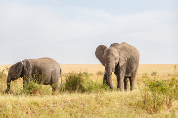 Naklejka na ściany i meble Grazing elephants on the savannah of the Masai Mara National Reserve