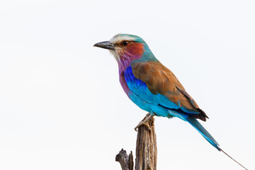 Lilac-breasted roller sits on a stick