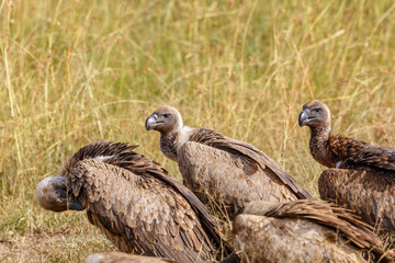 Flock with White backed vulture in the grass at the african savannah