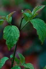 Waterdrops on a green plant in April.