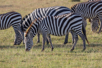 Fototapeta na wymiar Flock of zebras grazing on the savannah