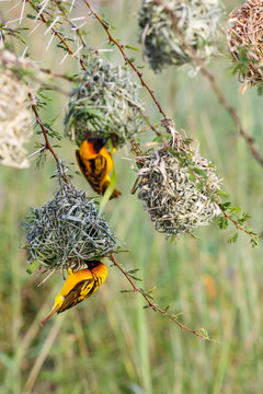 Village Weaver Male On A Woven Nests