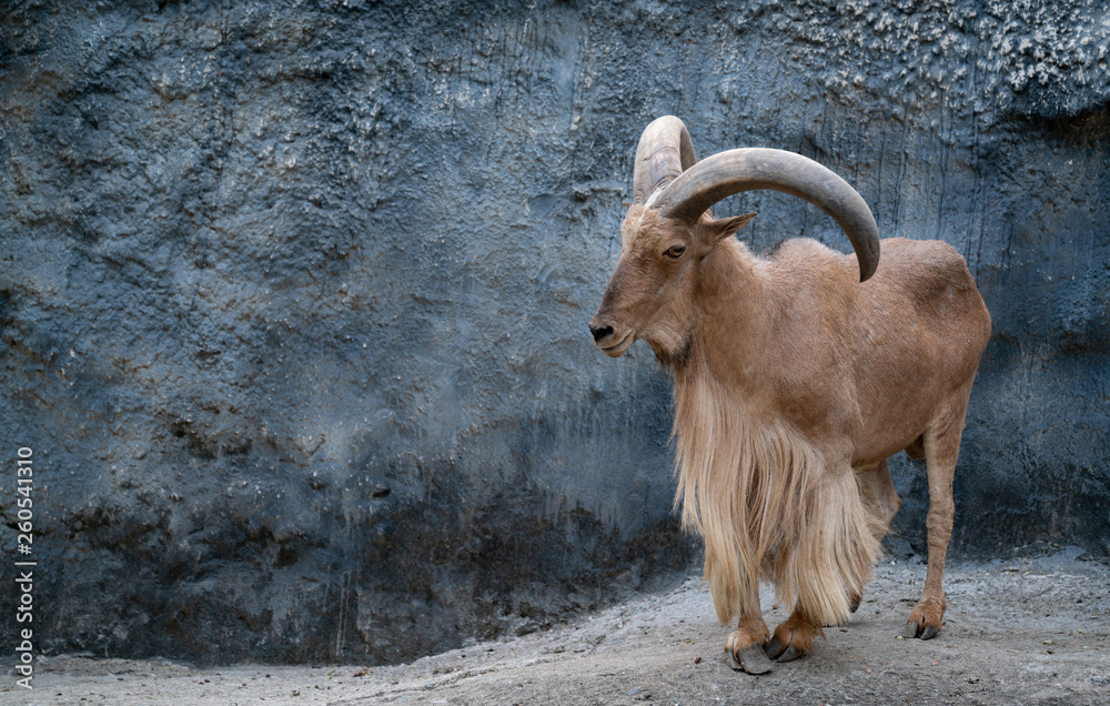 Wall mural barbary sheep