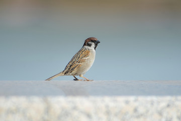 bird