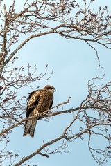 Red kite, milvus milvus, sitting on tree in Hokkaido, Japan, during winter time, raptor perching on branch, isolated bird of prey, beautiful animal, exotic birding in Asia, adventure trip