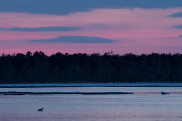 Whooper Swan or Cygnus cygnus swimming on Lake in Winter during magical colorful sunset,Hokkaido,Japan, fairytale, swan lake, wallpaper, birding adventure in Asia,beautiful elegant royal bird