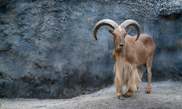 Barbary sheep
