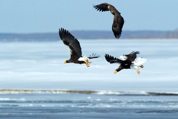 Steller's sea eagle and white-tailed eagle in flight, Hokkaido, Japan, majestic sea raptors with big claws and beaks, wildlife scene from nature,birding adventure in Asia,birds in fligh