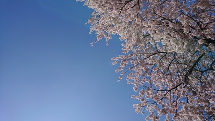 桜と青空