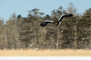 Steller's sea eagle in flight, Hokkaido, Japan, majestic sea raptors with big claws and beaks, wildlife scene from nature,birding adventure in Asia,beautiful winter scenery with flying bird