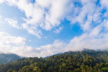 Forest on mountain with cloudy blue sky