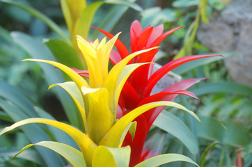guzmania flower in the garden