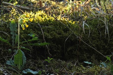 .    Echte Schlüsselblume (Primula veris) im Gegenlicht
