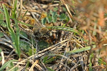 Paarung der Frühlings-Seidenbiene (Colletes cunicularius)