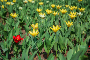 Red and yellow tulips on green grass as background. Garden with tulips.