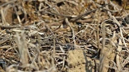 Wolfspinne Alopecosa sp.-Weibchen (Lycosidae) am Dörnberg