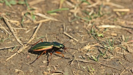 Goldlaufkäfer oder Goldschmied (Carabus auratus)